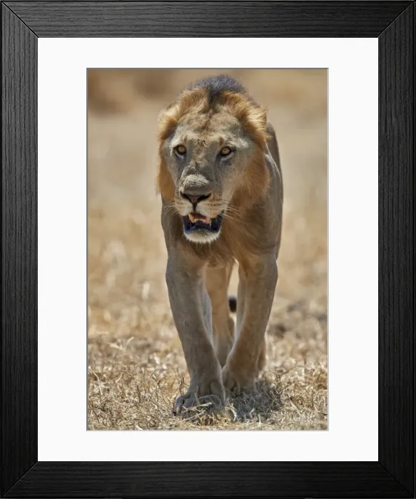 Framed Print : Lion (Panthera leo), Selous Game Reserve, Tanzania, East Africa, Africa Framed Print : Lion (Panthera leo), Selous Game Reserve, Tanzania, East Africa, Africa