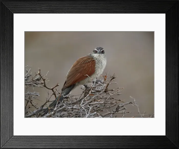 Framed Print : White-browed coucal (Centropus superciliosus), Selous Game Reserve, Tanzania, East Africa Framed Print : White-browed coucal (Centropus superciliosus), Selous Game Reserve, Tanzania, East Africa
