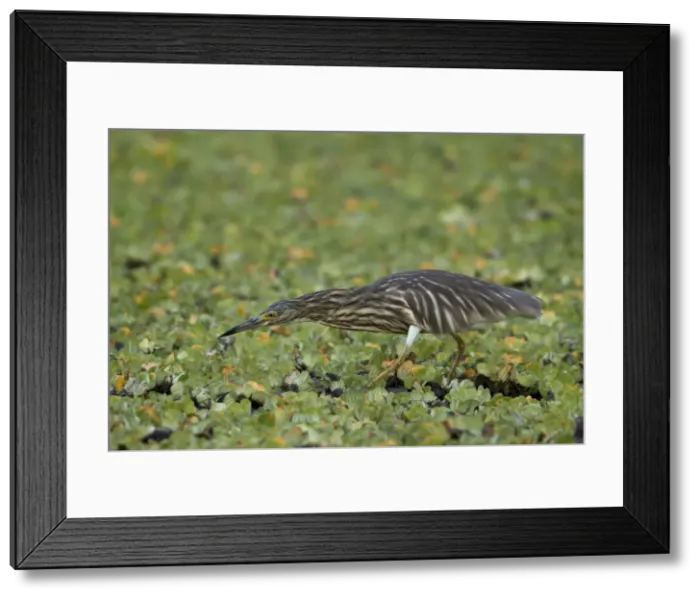 Framed Print : Madagascar squacco heron (Madagascar pond-heron) (Malagasy pond-heron) (Ardeola idae) Framed Print : Madagascar squacco heron (Madagascar pond-heron) (Malagasy pond-heron) (Ardeola idae)