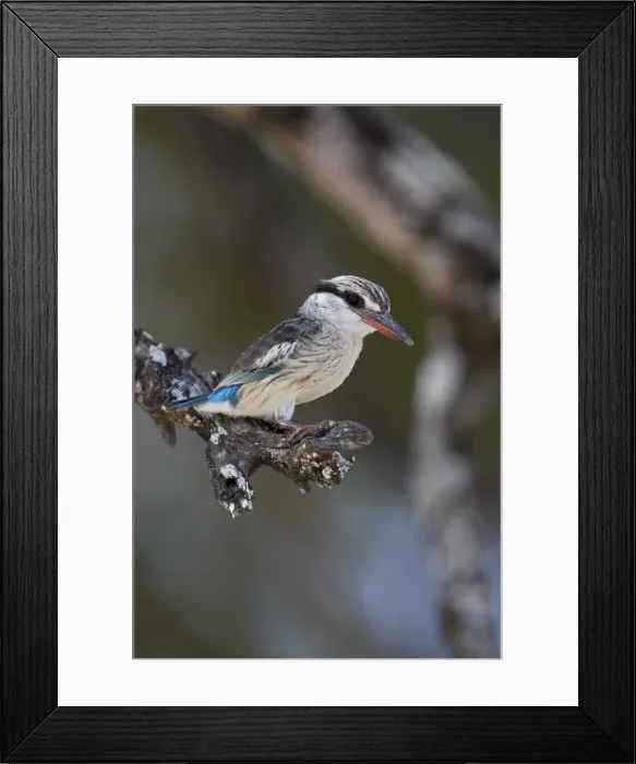 Framed Print : Striped kingfisher (Halcyon chelicuti), male, Selous Game Reserve, Tanzania, East Africa Framed Print : Striped kingfisher (Halcyon chelicuti), male, Selous Game Reserve, Tanzania, East Africa