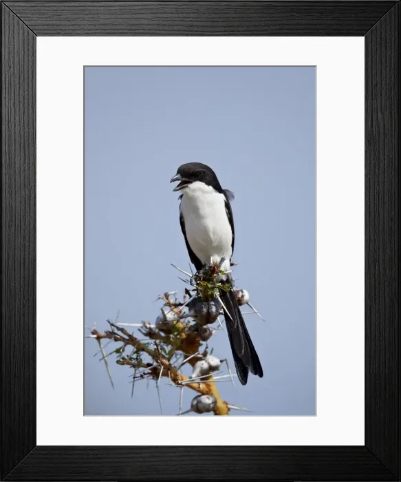 Framed Print : Long-tailed fiscal (Lanius cabanisi), Selous Game Reserve, Tanzania, East Africa, Africa Framed Print : Long-tailed fiscal (Lanius cabanisi), Selous Game Reserve, Tanzania, East Africa, Africa