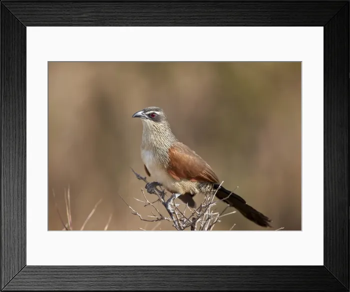 Framed Print : White-browed coucal (Centropus superciliosus), Selous Game Reserve, Tanzania, East Africa Framed Print : White-browed coucal (Centropus superciliosus), Selous Game Reserve, Tanzania, East Africa