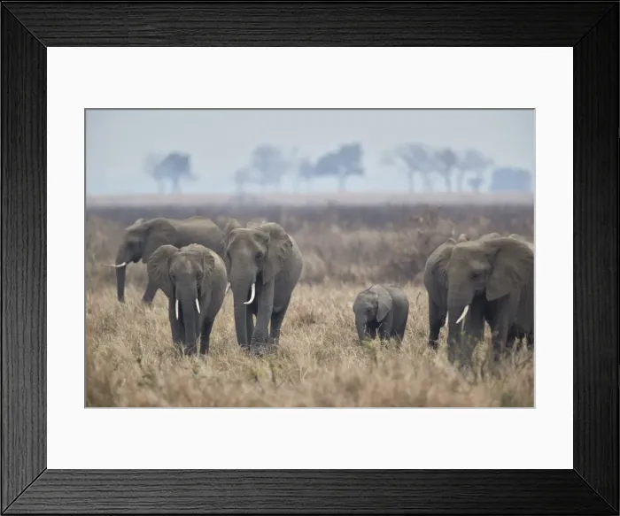 Framed Print : Herd of African elephant (Loxodonta africana), Mikumi National Park, Tanzania, East Africa Framed Print : Herd of African elephant (Loxodonta africana), Mikumi National Park, Tanzania, East Africa
