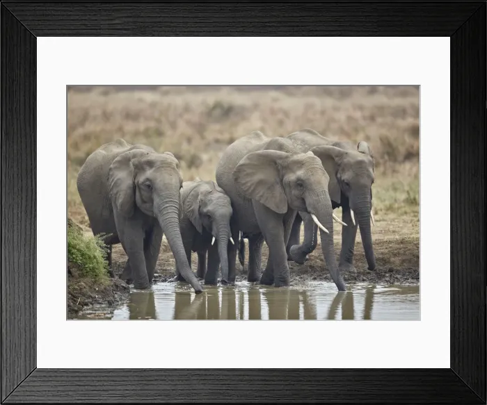 Framed Print : African elephant (Loxodonta africana) drinking, Mikumi National Park, Tanzania, East Africa Framed Print : African elephant (Loxodonta africana) drinking, Mikumi National Park, Tanzania, East Africa