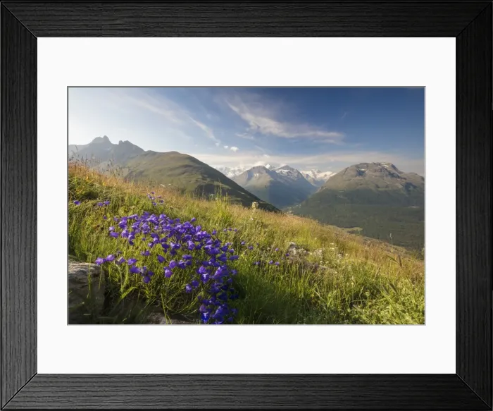 Framed Print : Green meadows and flowers frame the high peaks, Muottas Muragl, Samedan, Canton of Graubunden