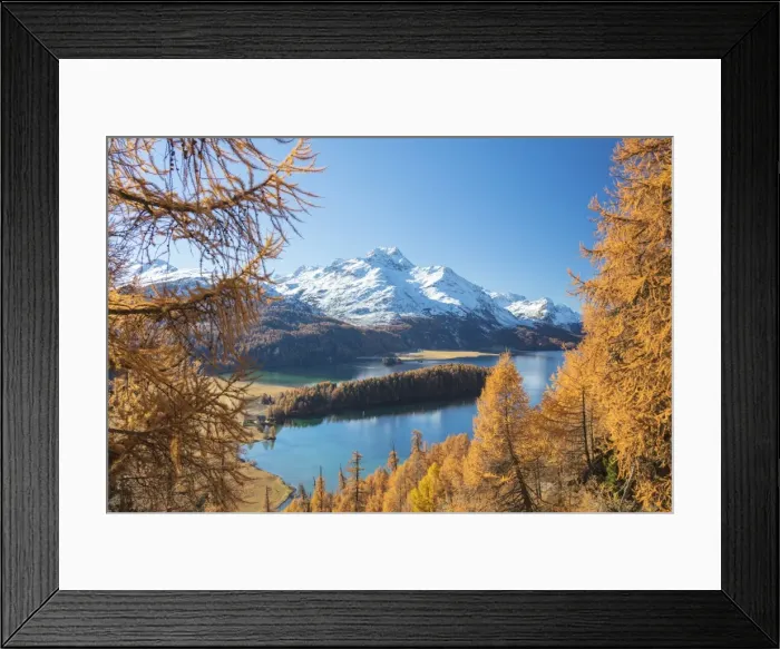 Framed Print : Colorful woods around Lake Sils framed by snowy peaks in the background, Maloja Framed Print : Colorful woods around Lake Sils framed by snowy peaks in the background, Maloja