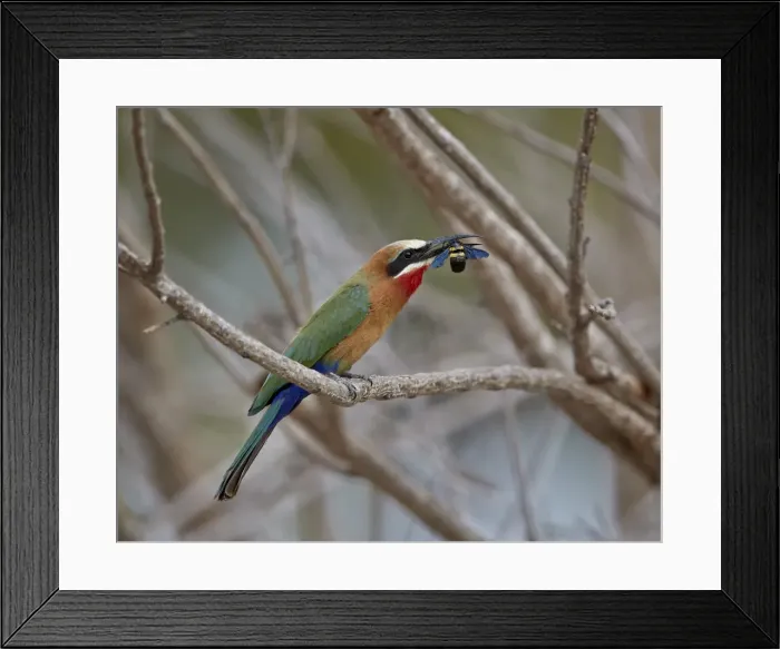 Framed Print : White-fronted bee-eater (Merops bullockoides) with a bee, Selous Game Reserve, Tanzania Framed Print : White-fronted bee-eater (Merops bullockoides) with a bee, Selous Game Reserve, Tanzania