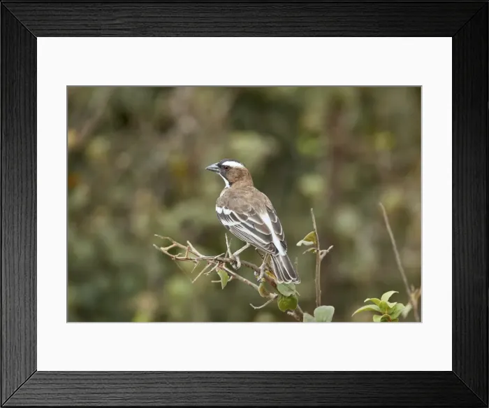 Framed Print : White-browed sparrow-weaver (Plocepasser mahali), Selous Game Reserve, Tanzania, East Africa Framed Print : White-browed sparrow-weaver (Plocepasser mahali), Selous Game Reserve, Tanzania, East Africa