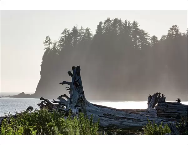 Driftwood on the beach at La Push on the Pacific Northwest coast, Washington State