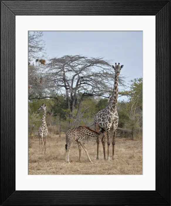 Framed Print : Masai giraffe (Giraffa camelopardalis tippelskirchi) nursing, Selous Game Reserve Framed Print : Masai giraffe (Giraffa camelopardalis tippelskirchi) nursing, Selous Game Reserve