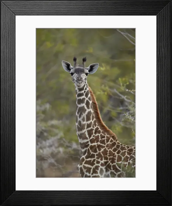 Framed Print : Young Masai giraffe (Giraffa camelopardalis tippelskirchi), Selous Game Reserve, Tanzania Framed Print : Young Masai giraffe (Giraffa camelopardalis tippelskirchi), Selous Game Reserve, Tanzania