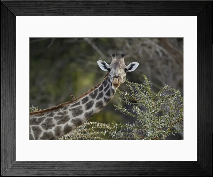 Framed Print : Masai giraffe (Giraffa camelopardalis tippelskirchi) with a red-billed oxpecker Framed Print : Masai giraffe (Giraffa camelopardalis tippelskirchi) with a red-billed oxpecker