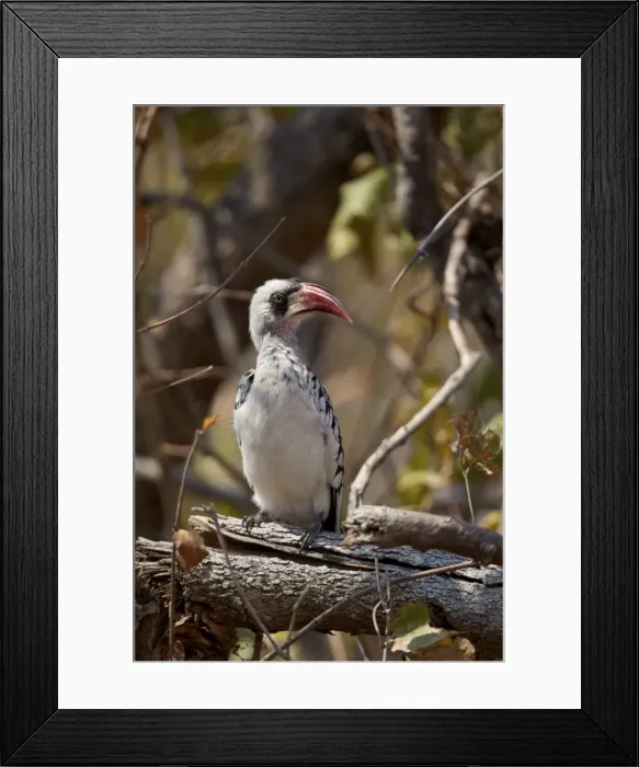 Framed Print : Ruaha hornbill (Ruaha red-billed hornbill) (Tanzanian red-billed hornbill) (Tockus ruahae) Framed Print : Ruaha hornbill (Ruaha red-billed hornbill) (Tanzanian red-billed hornbill) (Tockus ruahae)