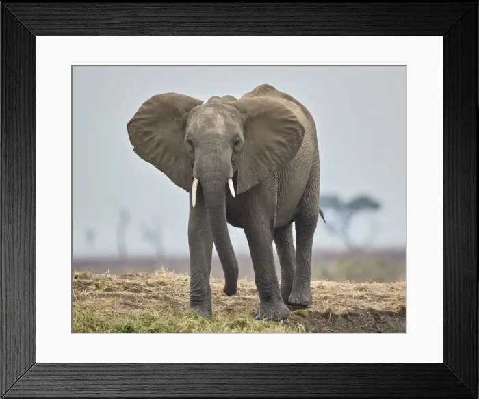 Framed Print : African elephant (Loxodonta africana), Mikumi National Park, Tanzania, East Africa Framed Print : African elephant (Loxodonta africana), Mikumi National Park, Tanzania, East Africa