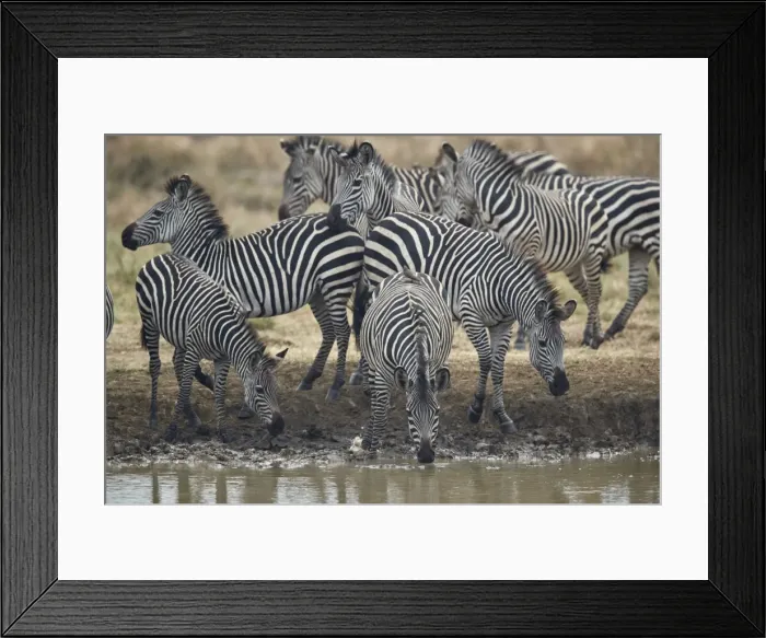 Framed Print : Group of common zebra (plains zebra) (Burchells zebra) (Equus burchelli) drinking Framed Print : Group of common zebra (plains zebra) (Burchells zebra) (Equus burchelli) drinking