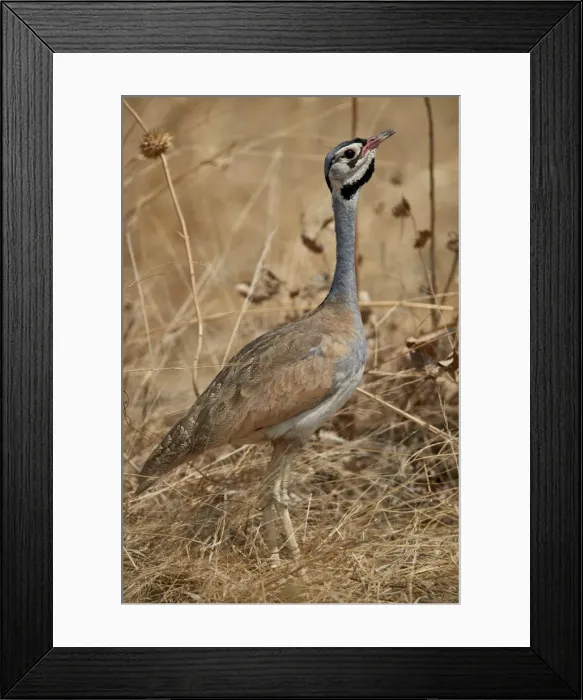 Framed Print : White-bellied bustard (white-bellied korhaan) (Eupodotis senegalensis), male, Ruaha National Park Framed Print : White-bellied bustard (white-bellied korhaan) (Eupodotis senegalensis), male, Ruaha National Park