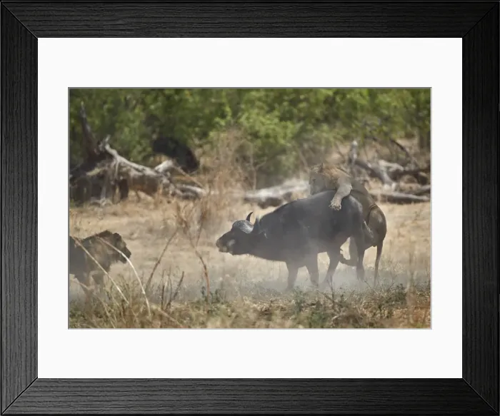 Framed Print : Two male lion (Panthera leo) attacking a Cape Buffalo (African Buffalo) (Syncerus caffer) Framed Print : Two male lion (Panthera leo) attacking a Cape Buffalo (African Buffalo) (Syncerus caffer)
