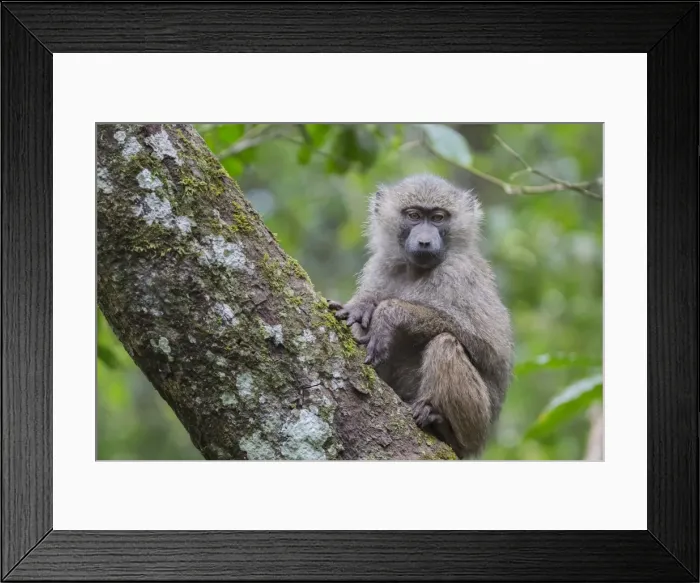 Framed Print : Juvenile olive baboon sitting in tree, Arusha National Park, Tanzania, East Africa Framed Print : Juvenile olive baboon sitting in tree, Arusha National Park, Tanzania, East Africa