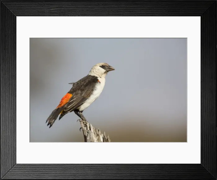 Framed Print : White-headed buffalo weaver (Dinemellia dinemelli), Serengeti National Park, Tanzania Framed Print : White-headed buffalo weaver (Dinemellia dinemelli), Serengeti National Park, Tanzania