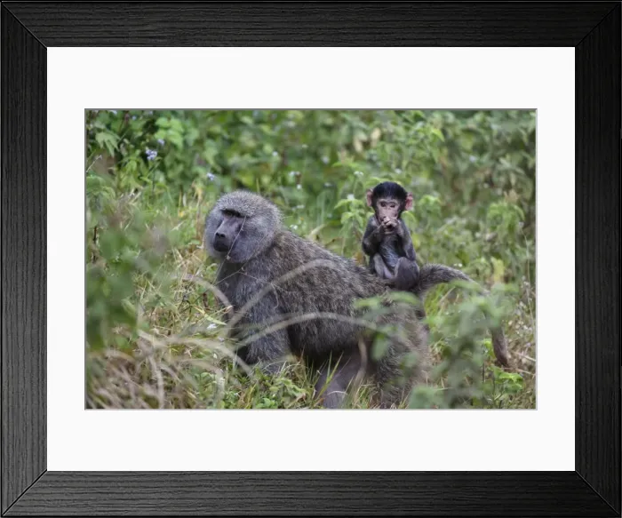 Framed Print : Olive baboon with baby on back (Papio anubis), Arusha National Park, Tanzania, East Africa Framed Print : Olive baboon with baby on back (Papio anubis), Arusha National Park, Tanzania, East Africa