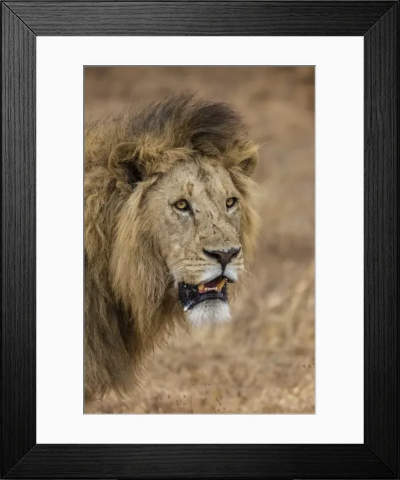 Framed Print : African lion (Panthera leo), Ngorongoro National Park, Tanzania, East Africa, Africa Framed Print : African lion (Panthera leo), Ngorongoro National Park, Tanzania, East Africa, Africa