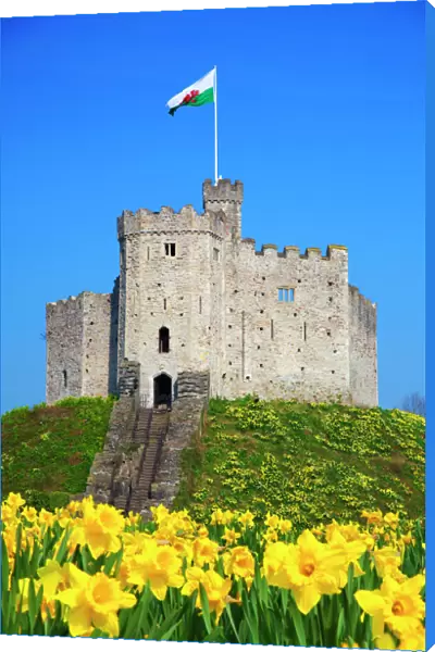 Norman Keep and daffodils, Cardiff Castle, Cardiff, Wales, United Kingdom, Europe
