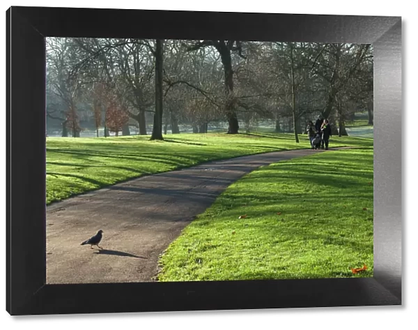 Green sunlight, Green Park, London, England, United Kingdom, Europe