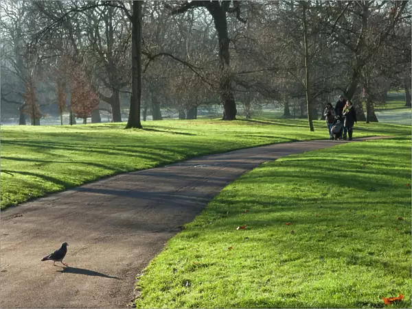 Green sunlight, Green Park, London, England, United Kingdom, Europe