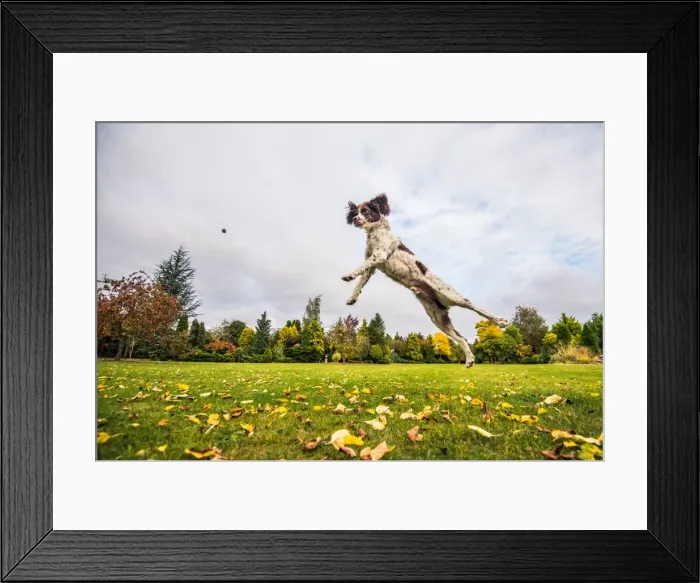 Framed Print : Springer Spaniel jumping to catch treat, United Kingdom, Europe Framed Print : Springer Spaniel jumping to catch treat, United Kingdom, Europe