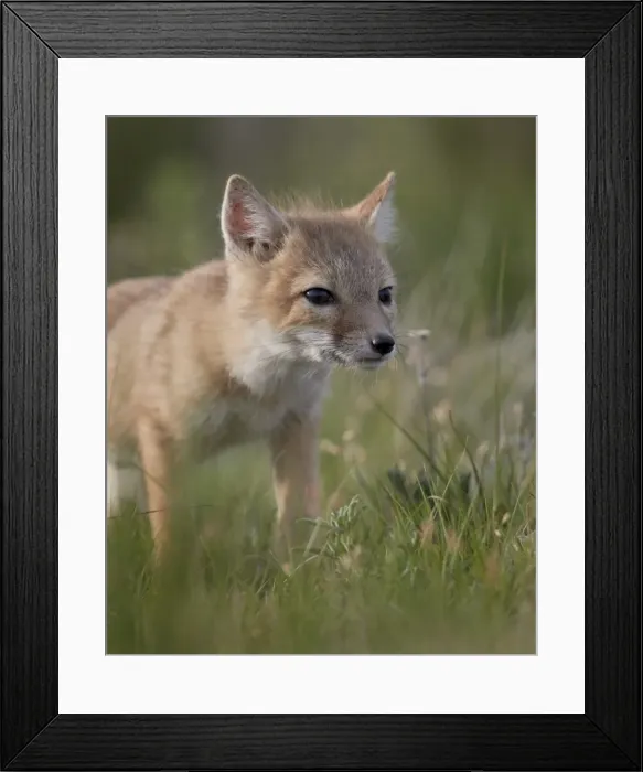 Framed Print : Swift fox (Vulpes velox) kit, Pawnee National Grassland, Colorado, United States of America Framed Print : Swift fox (Vulpes velox) kit, Pawnee National Grassland, Colorado, United States of America
