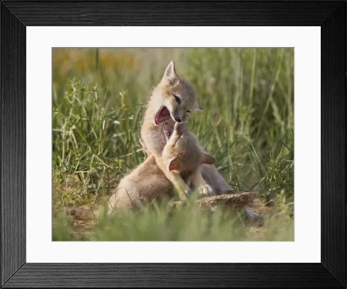 Framed Print : Swift fox (Vulpes velox) kits playing, Pawnee National Grassland, Colorado, United Framed Print : Swift fox (Vulpes velox) kits playing, Pawnee National Grassland, Colorado, United
