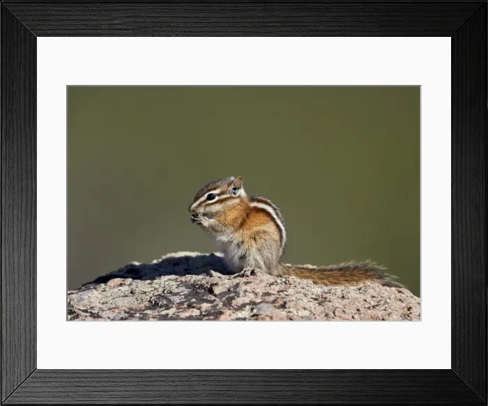 Framed Print : Least chipmunk (Tamias minimus) (Neotamias minimus (Eutamias minimus), San Juan National Forest Framed Print : Least chipmunk (Tamias minimus) (Neotamias minimus (Eutamias minimus), San Juan National Forest