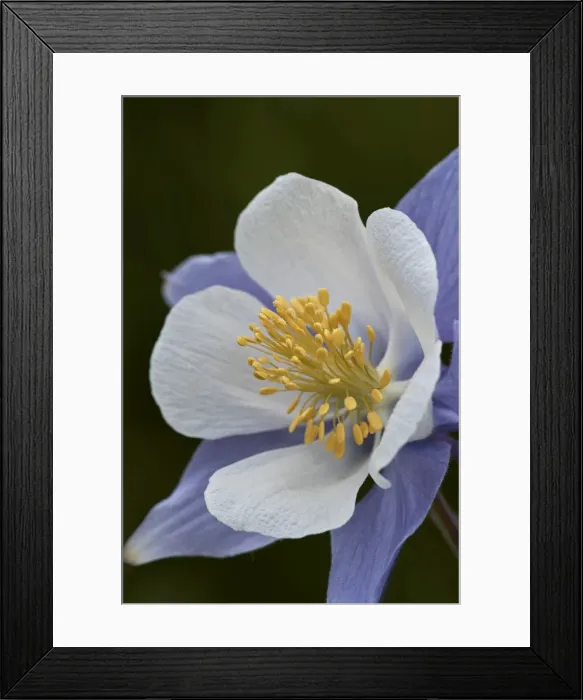 Framed Print : Blue columbine (Colorado columbine) (Aquilegia coerulea), San Juan National Forest Framed Print : Blue columbine (Colorado columbine) (Aquilegia coerulea), San Juan National Forest