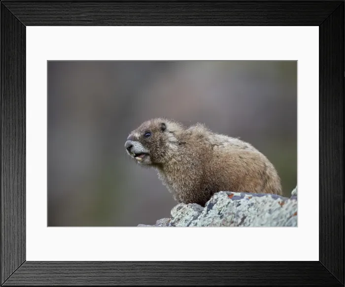 Framed Print : Yellow-bellied marmot (yellowbelly marmot) (Marmota flaviventris) calling, San Juan National Forest Framed Print : Yellow-bellied marmot (yellowbelly marmot) (Marmota flaviventris) calling, San Juan National Forest