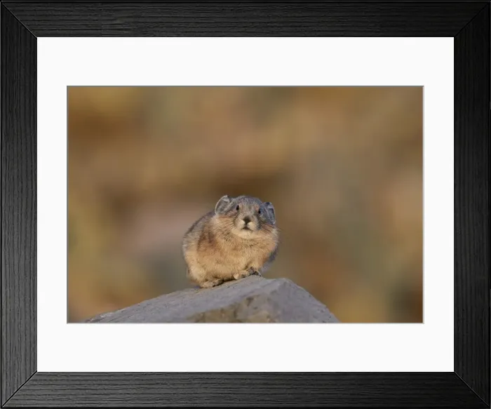 Framed Print : American pika (Ochotona princeps), San Juan National Forest, Colorado, United States of America Framed Print : American pika (Ochotona princeps), San Juan National Forest, Colorado, United States of America