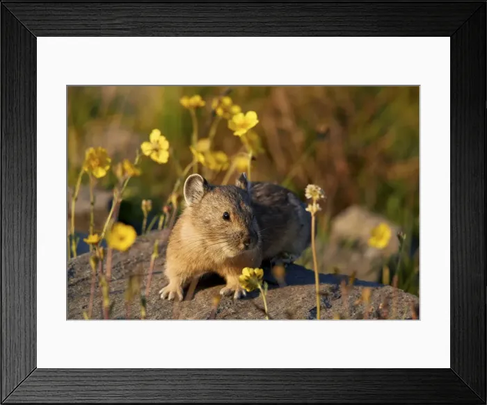 Framed Print : American pika (Ochotona princeps) among yellow wildflowers, San Juan National Forest Framed Print : American pika (Ochotona princeps) among yellow wildflowers, San Juan National Forest