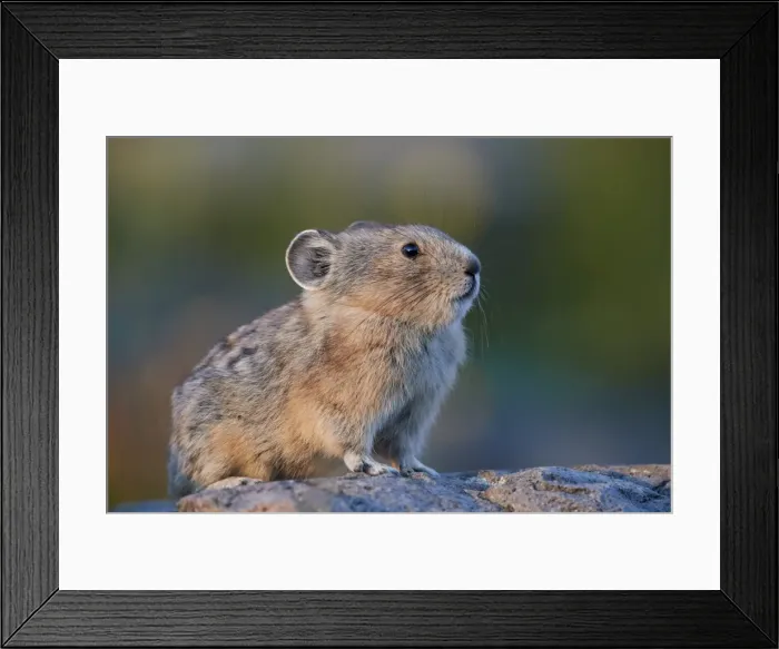 Framed Print : American pika (Ochotona princeps), San Juan National Forest, Colorado, United States of America Framed Print : American pika (Ochotona princeps), San Juan National Forest, Colorado, United States of America