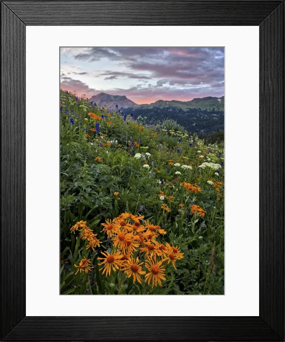 Framed Print : Alpine meadow with orange sneezeweed (Hymenoxys hoopesii) (Dugaldia hoopesii) (Helenium hoopesii) Framed Print : Alpine meadow with orange sneezeweed (Hymenoxys hoopesii) (Dugaldia hoopesii) (Helenium hoopesii)