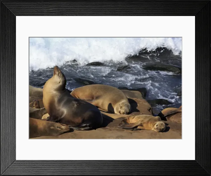 Framed Print : Sea lions, La Jolla, San Diego, California, United States of America, North America Framed Print : Sea lions, La Jolla, San Diego, California, United States of America, North America