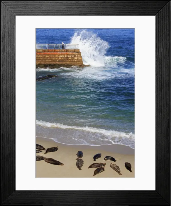 Framed Print : Harbor seals, La Jolla, San Diego, California, United States of America, North America Framed Print : Harbor seals, La Jolla, San Diego, California, United States of America, North America