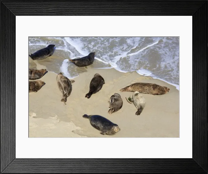 Framed Print : Harbor seals, La Jolla, San Diego, California, United States of America, North America