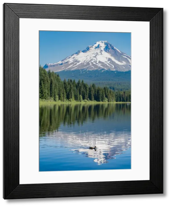 Framed Print : Mount Hood, part of the Cascade Range, perfectly reflected in the still waters of Trillium Lake Framed Print : Mount Hood, part of the Cascade Range, perfectly reflected in the still waters of Trillium Lake