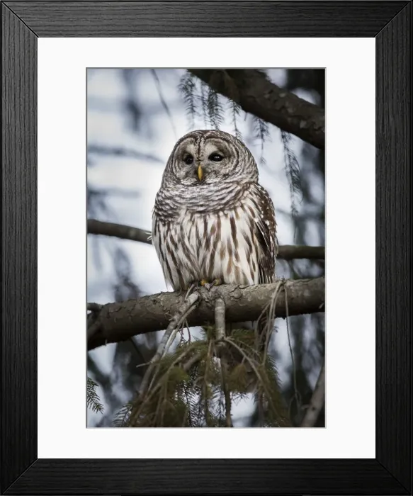 Framed Print : Barred owl on perch, United States of America, North America Framed Print : Barred owl on perch, United States of America, North America
