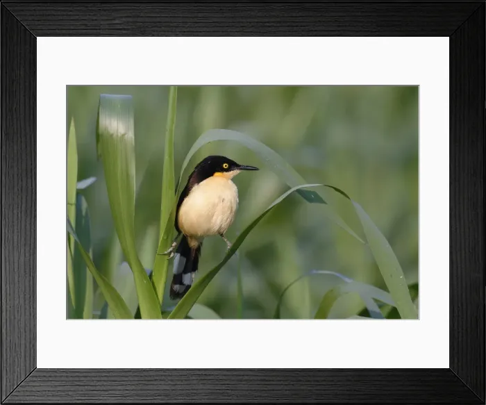 Framed Print : Black-capped Donacobius (Donacobius atricapilla) in vegetation, Pantanal, Mato Grosso State Framed Print : Black-capped Donacobius (Donacobius atricapilla) in vegetation, Pantanal, Mato Grosso State