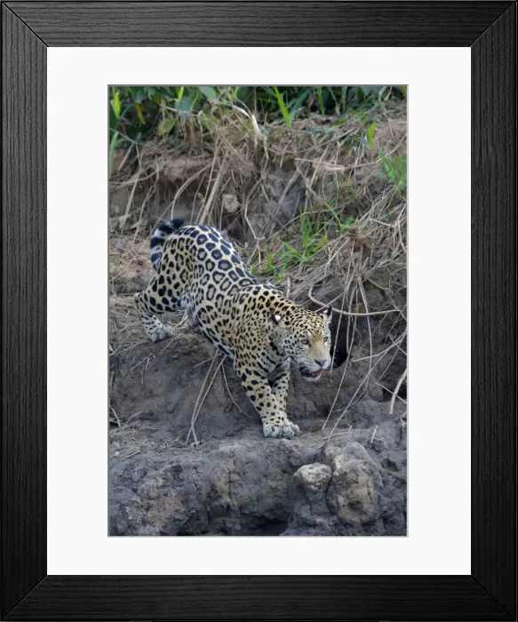 Framed Print : Young jaguar (Panthera onca) stalking on riverbank, Cuiaba River, Pantanal, Mato Grosso State Framed Print : Young jaguar (Panthera onca) stalking on riverbank, Cuiaba River, Pantanal, Mato Grosso State