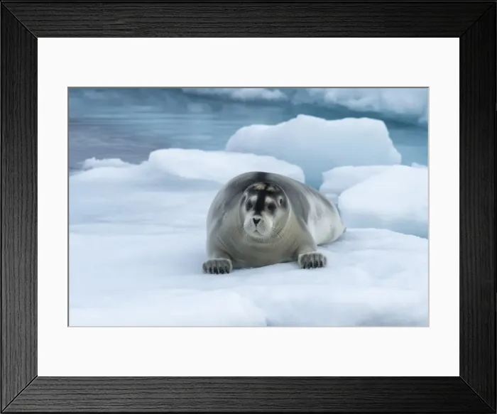 Framed Print : Bearded Seal (Erignathus barbatus) laying on pack ice, Spitsbergen Island, Svalbard Archipelago Framed Print : Bearded Seal (Erignathus barbatus) laying on pack ice, Spitsbergen Island, Svalbard Archipelago