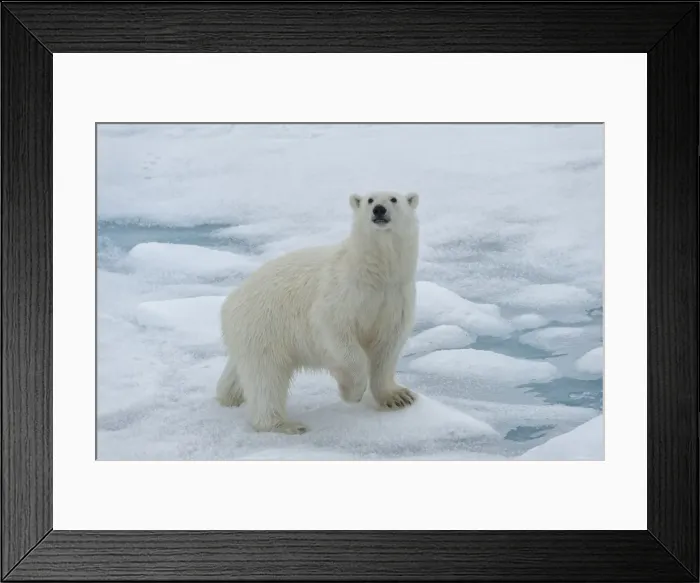 Framed Print : Female Polar bear (Ursus maritimus) walking on pack ice, Svalbard Archipelago, Barents Sea Framed Print : Female Polar bear (Ursus maritimus) walking on pack ice, Svalbard Archipelago, Barents Sea