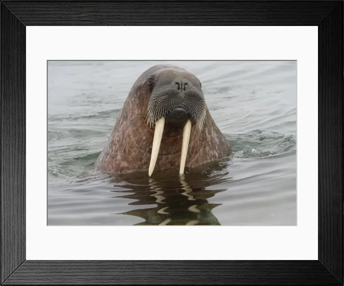 Framed Print : Walrus (Odobenus rosmarus) in water, Spitsbergen Island, Svalbard Archipelago, Arctic Framed Print : Walrus (Odobenus rosmarus) in water, Spitsbergen Island, Svalbard Archipelago, Arctic