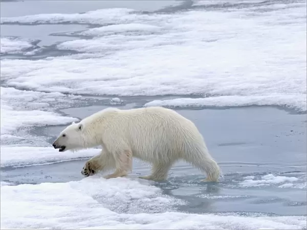Female Polar bear (Ursus maritimus) walking on pack ice, Svalbard Archipelago, Barents Sea