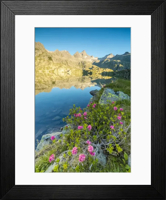 Framed Print : Rhododendrons frame the blue water of Lago Nero at dawn, Cornisello Pinzolo, Brenta Dolomites Framed Print : Rhododendrons frame the blue water of Lago Nero at dawn, Cornisello Pinzolo, Brenta Dolomites